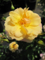Preview: Kletterrose Zorba